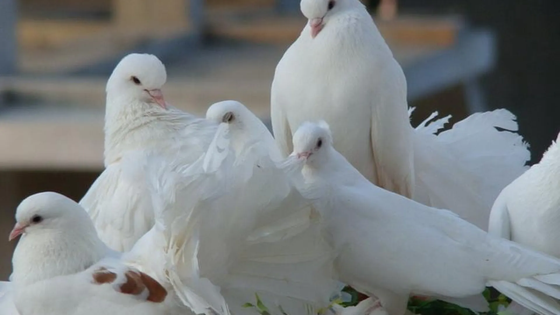 Сорок голубей из Литвы не пустили в Москву