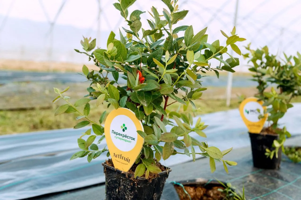 Новые теплицы под малину, ежевику и голубику появились в Наро-Фоминске ...