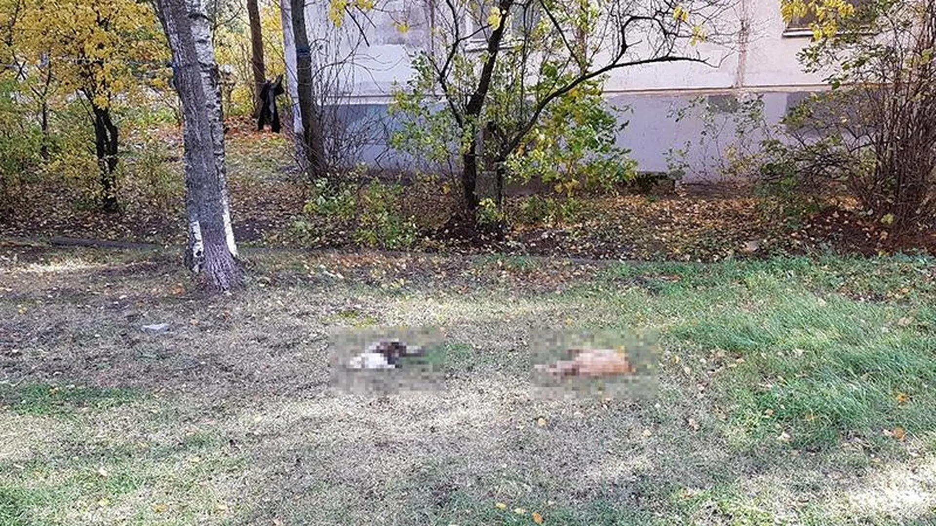Голодные кошки выбросились из окна в Одинцово