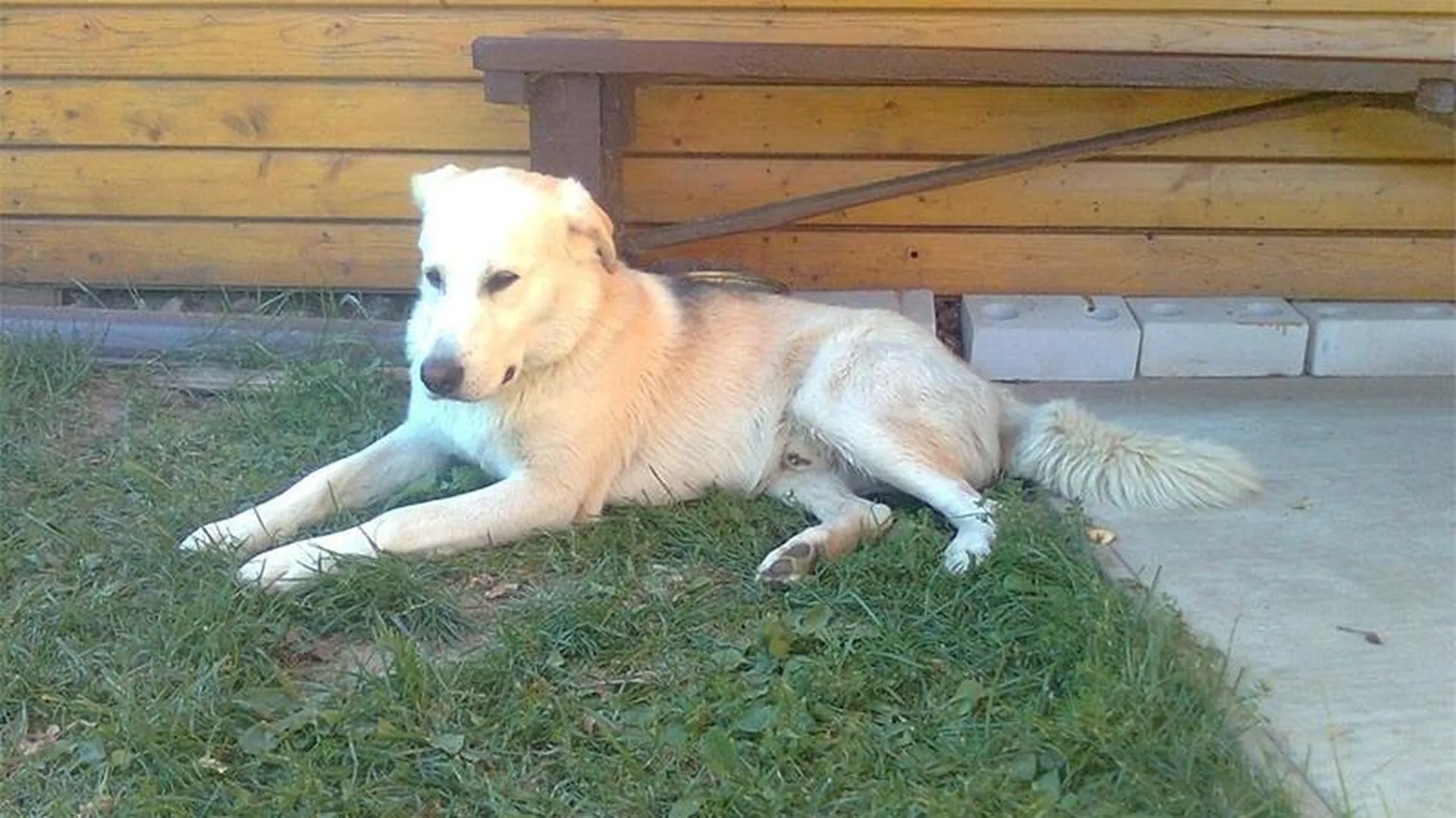 Пса, который выжил в смертельном ДТП, ищут в Сергиевом Посаде