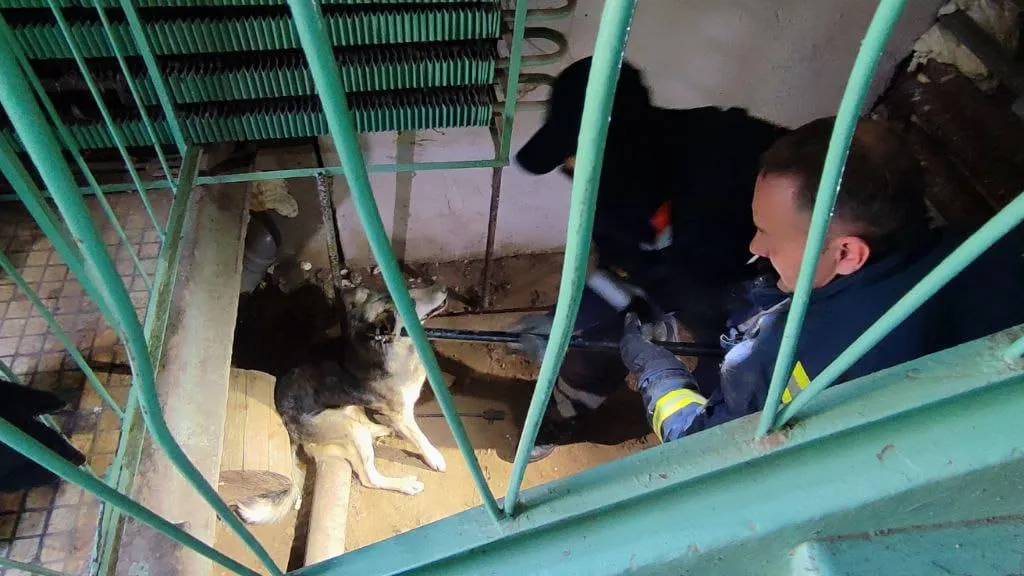 В Подмосковье спасли собаку, застрявшую под лестничным пролетом в подъезде