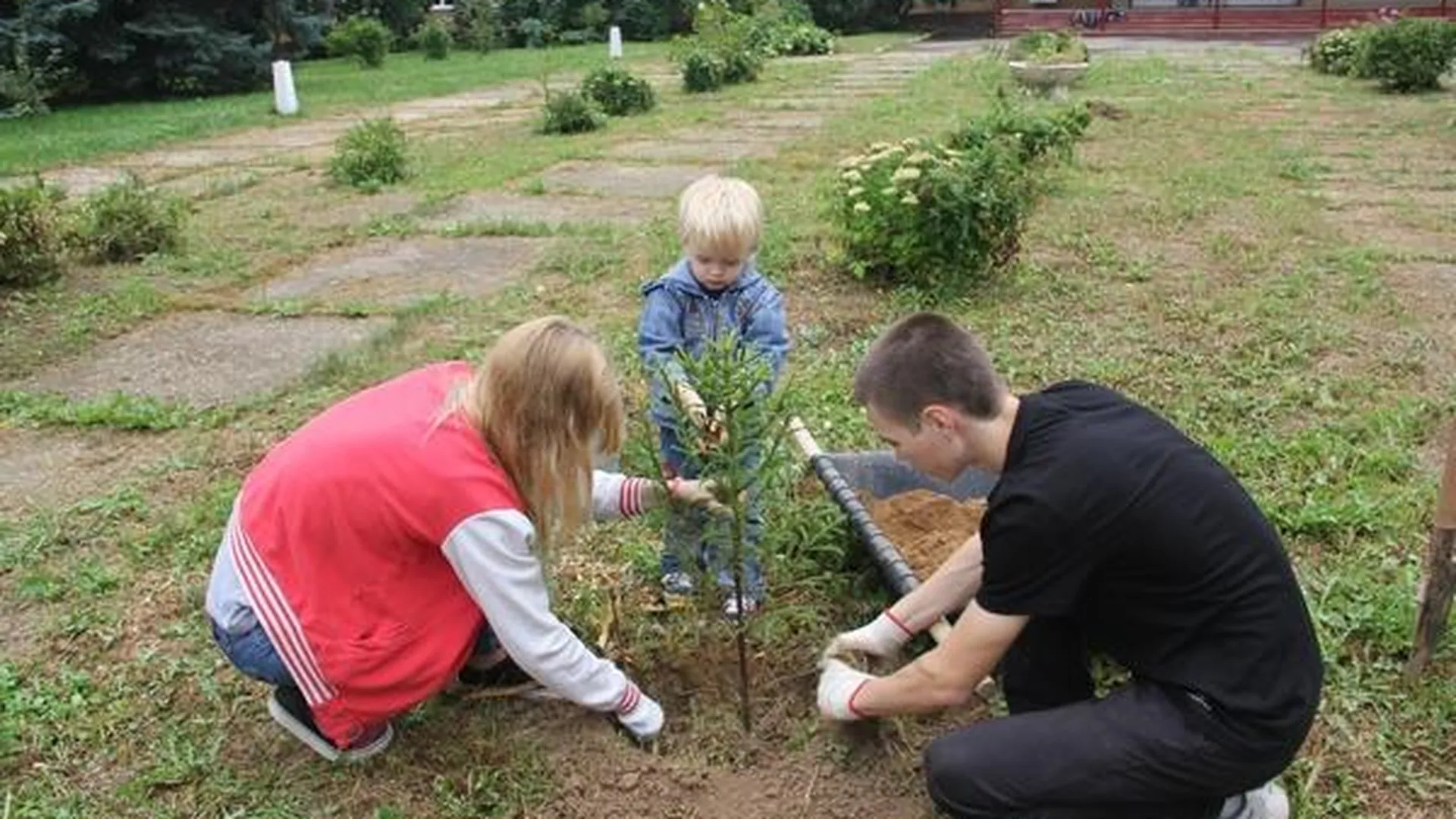 Свыше 300 деревьев посадили в Подольске в рамках «Зеленой волны»