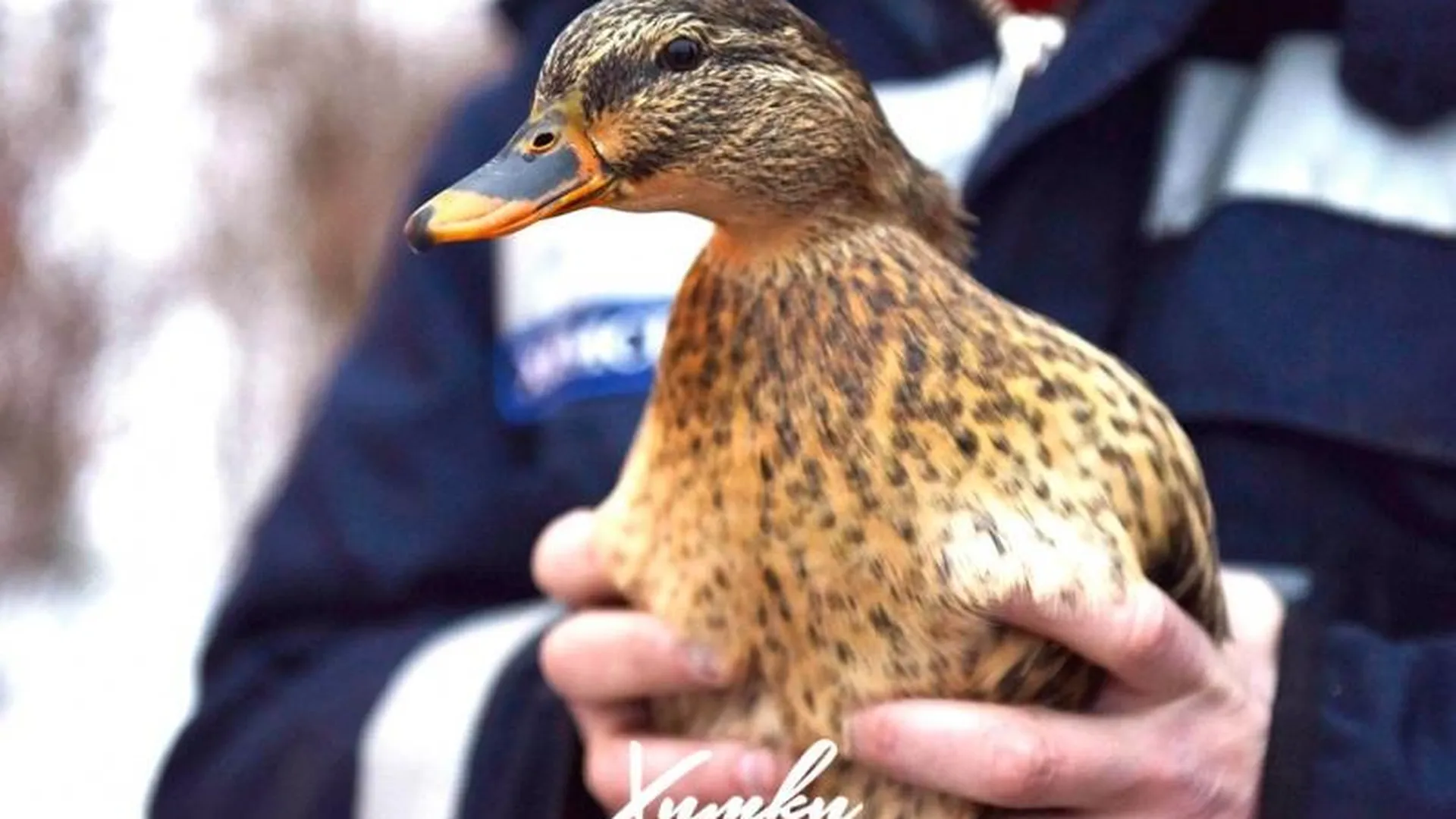 Спецоперация по спасению вмерзшей в пруд утки прошла в Химках
