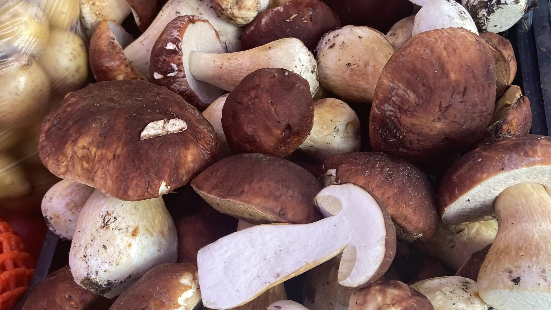 «Не уверен — не бери»: инфекционист из Подмосковья рассказала, как не отравиться грибами