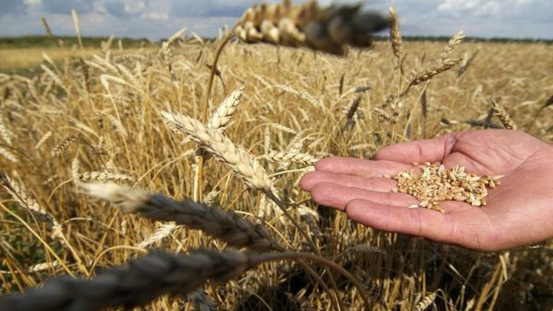 На 40% больше пшеницы, чем в 2014 году, могут собрать в Подмосковье