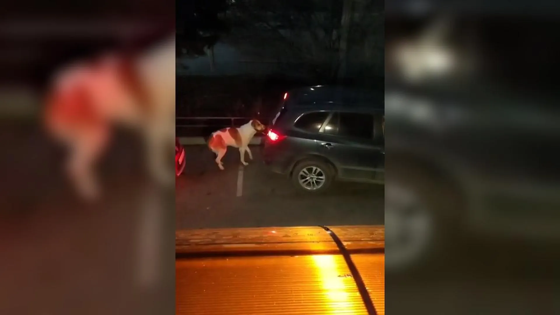 Россиянка привязала пса с больной лапой к машине и протащила по улицам