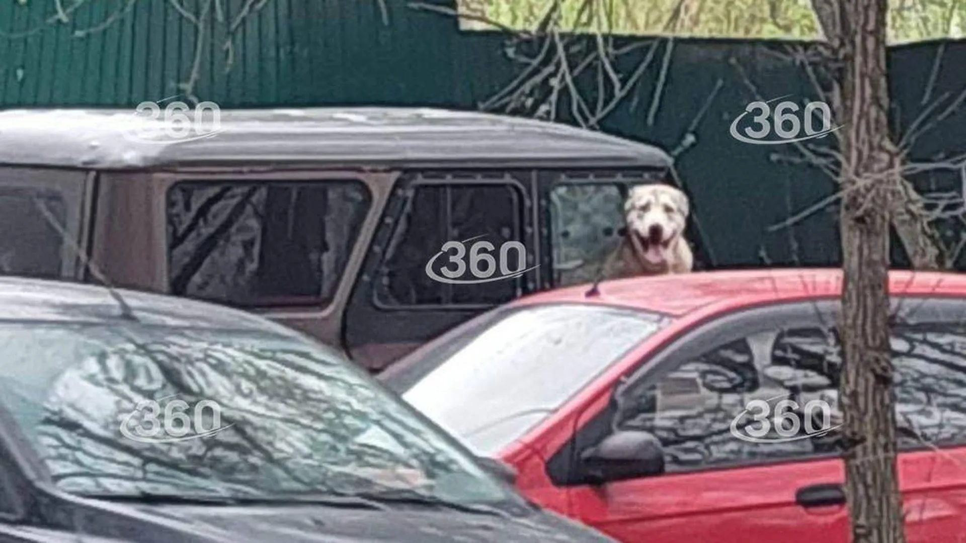 Жители Москвы заметили двух живущих в припаркованной машине собак
