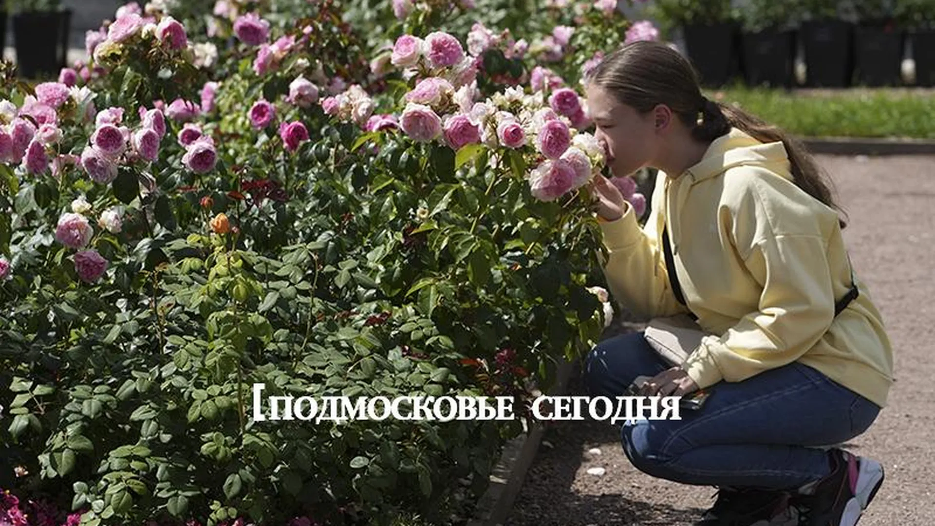 Почему стоит сходить на открывшийся в Архангельском фестиваль роз