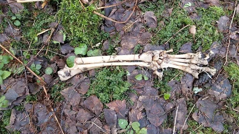  Ребенок нашел останки человека, спутав их с костями динозавра, в лесу Сергиева Посада