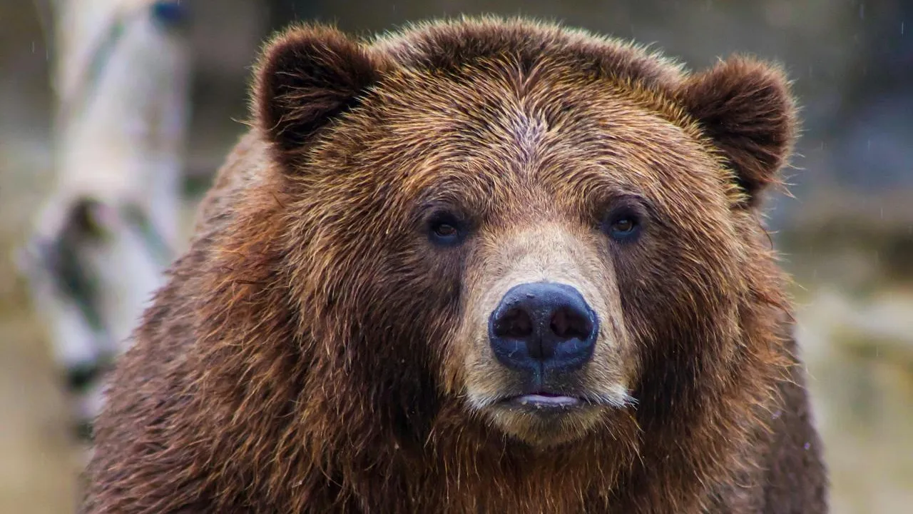 Бурого медведя заметили вблизи подмосковной деревни