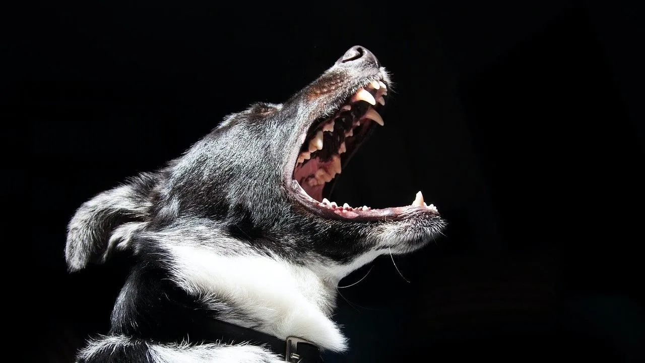 В ЯНАО районные власти заплатят за нападение собаки на ребенка