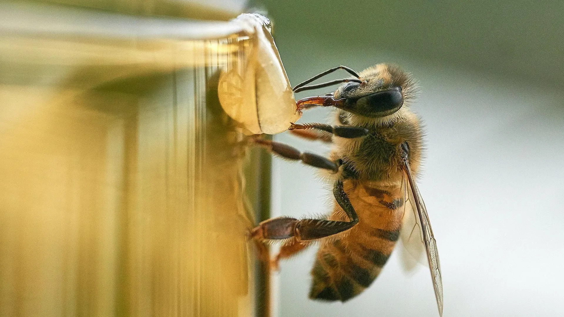 Фейк: пчелы гибнут из-за 5G