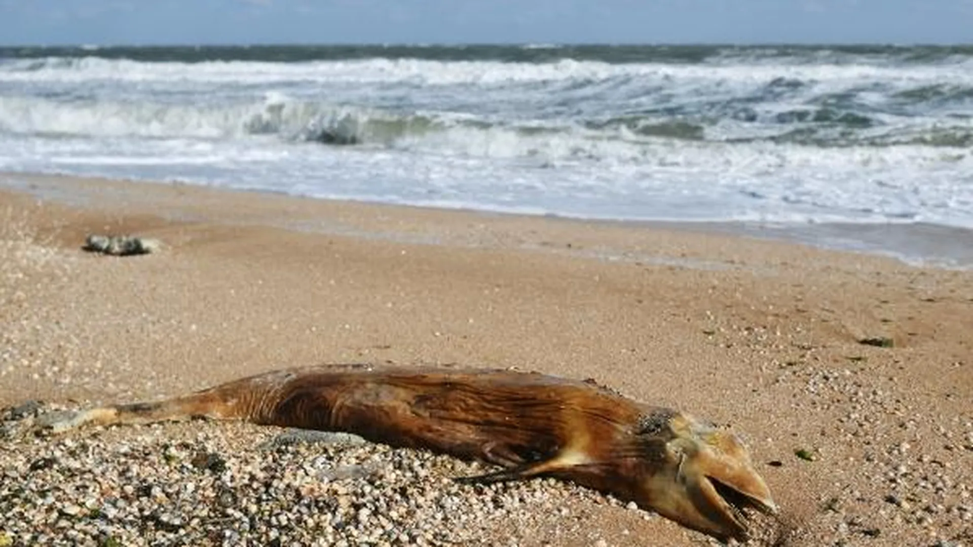 Мертвый дельфин на берегу озера Сиваш в Крыму