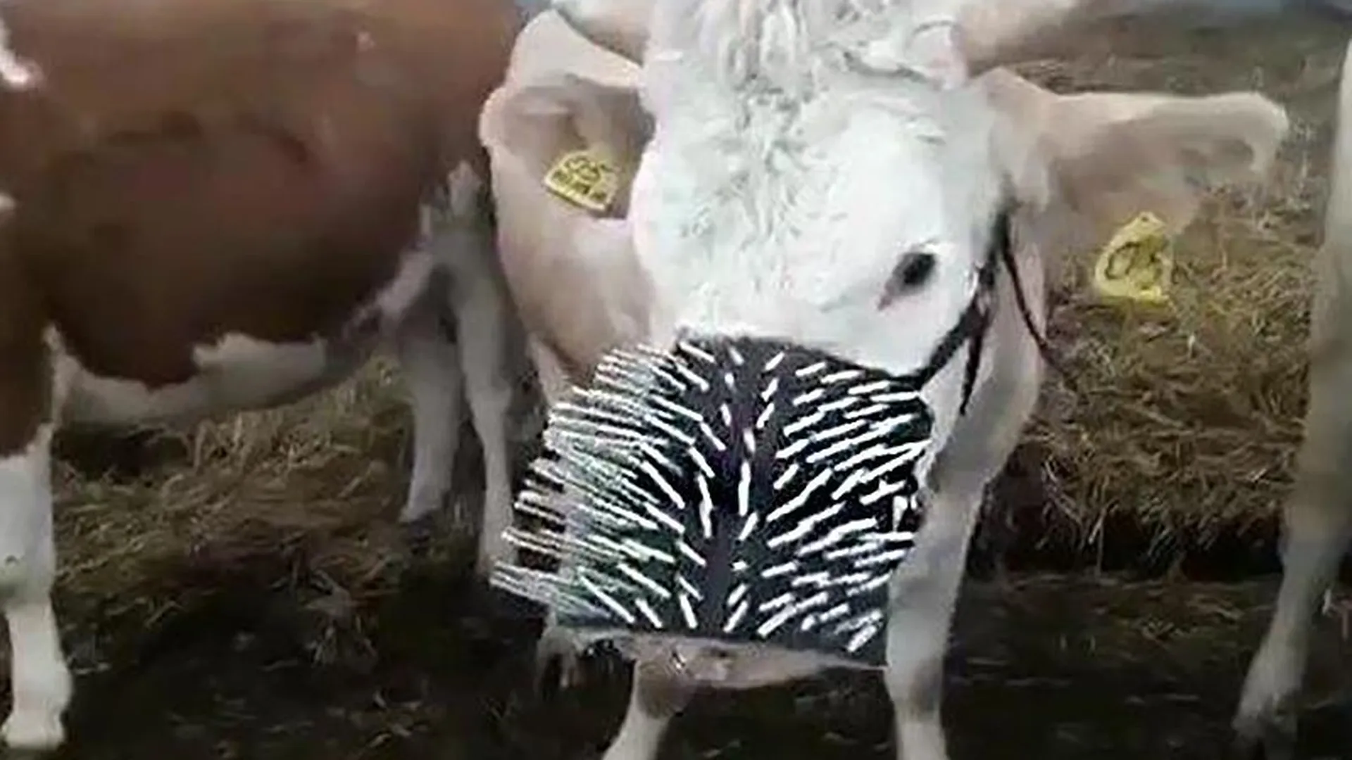 Корова в кожаном девайсе с шипами появилась на ферме Олега Сироты