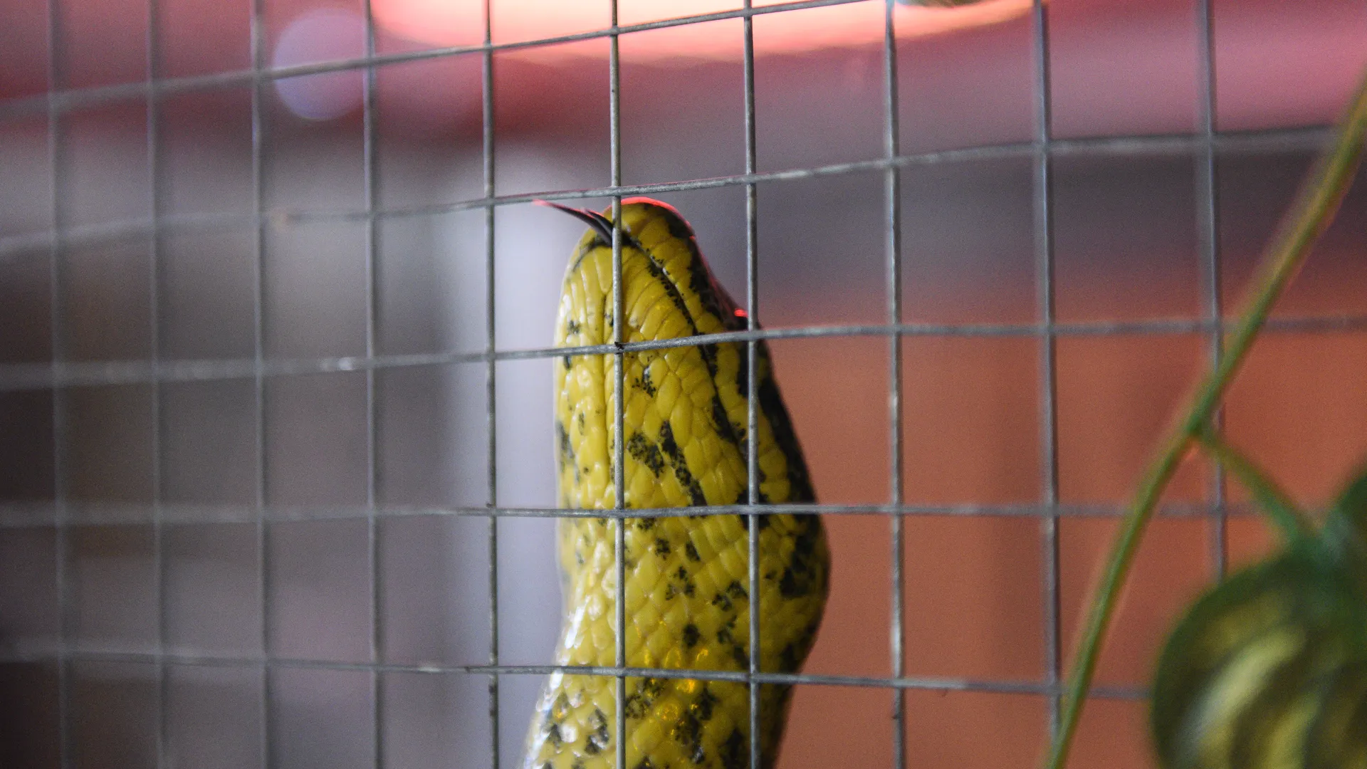 Змеи укусили двух гулявших в поле детей в Подмосковье