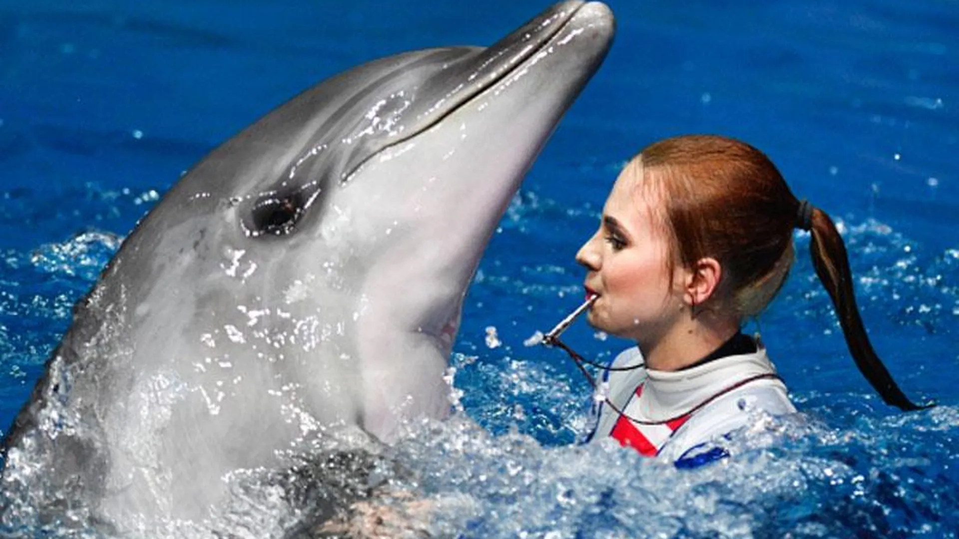 Ученые: дельфины гибнут из-за контактов с людьми