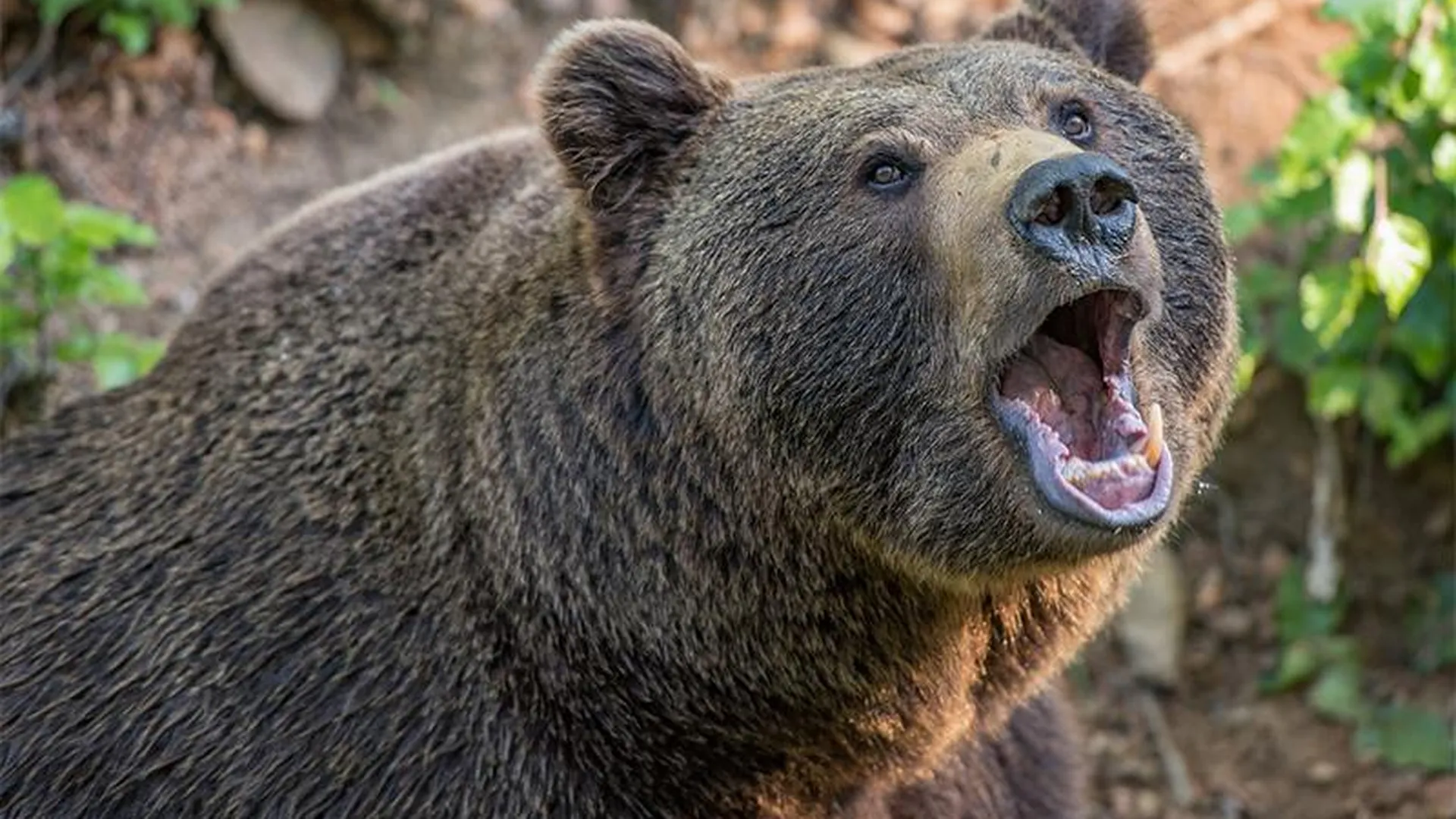 Медвежий угол: под Можайском найдена берлога хозяина леса