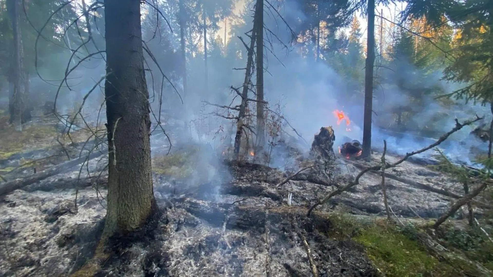 Двенадцать лесных пожаров потушили в Подмосковье в выходные