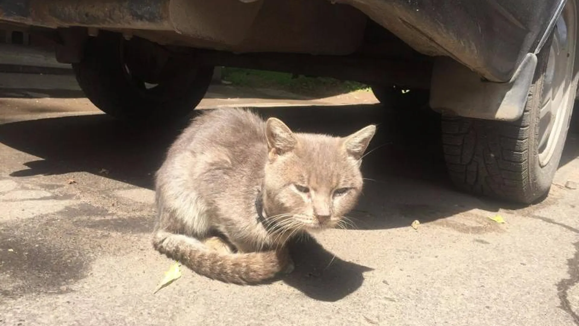 Домашний котик погибает на улице Лобни