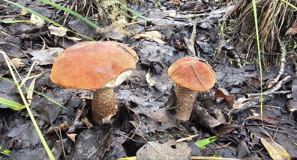 Минэкологии Подмосковья предупредило о запрете сбора редких грибов