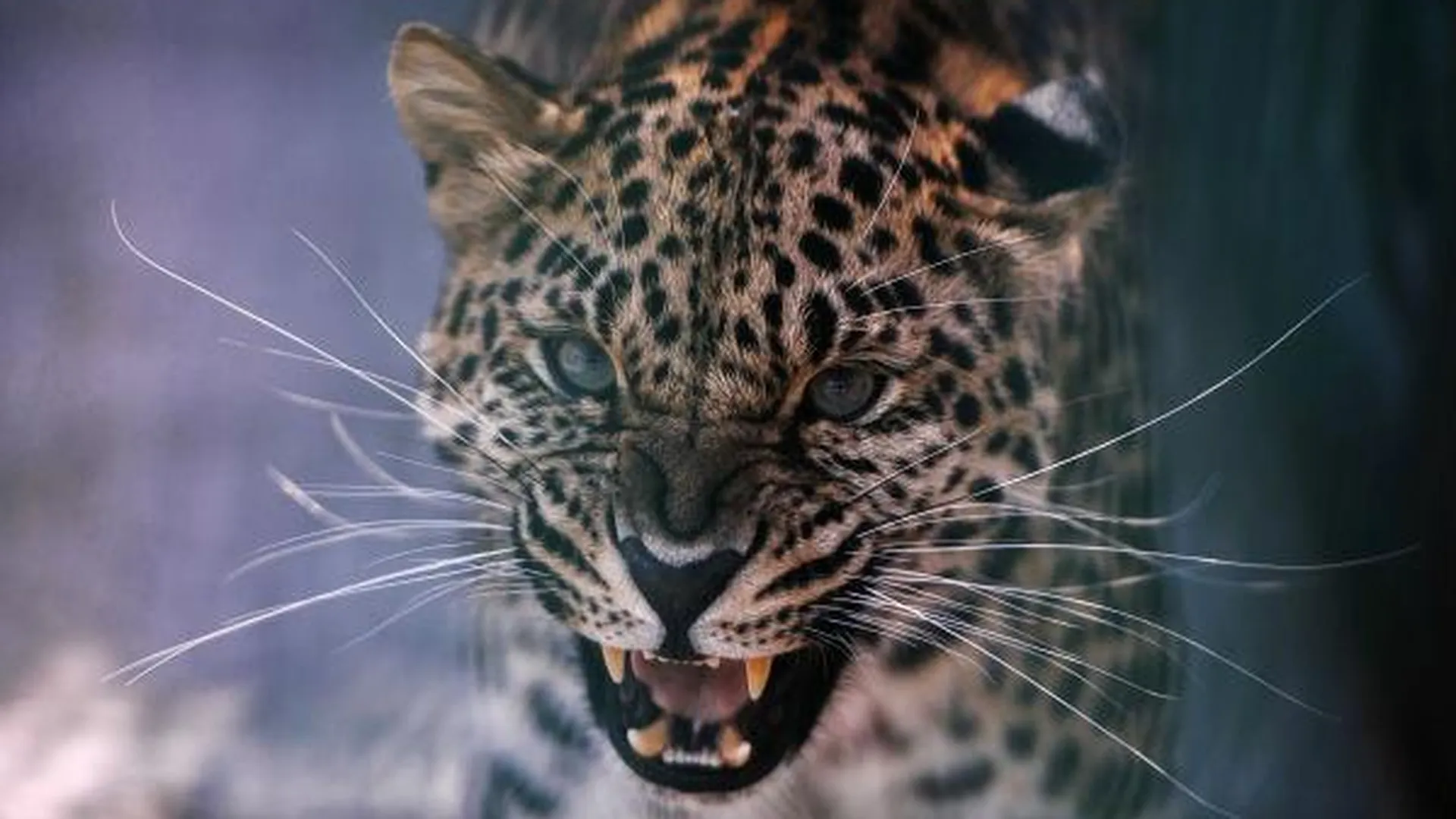 В Дмитровский район привезли леопардов, сбежавших из квартиры в Москве