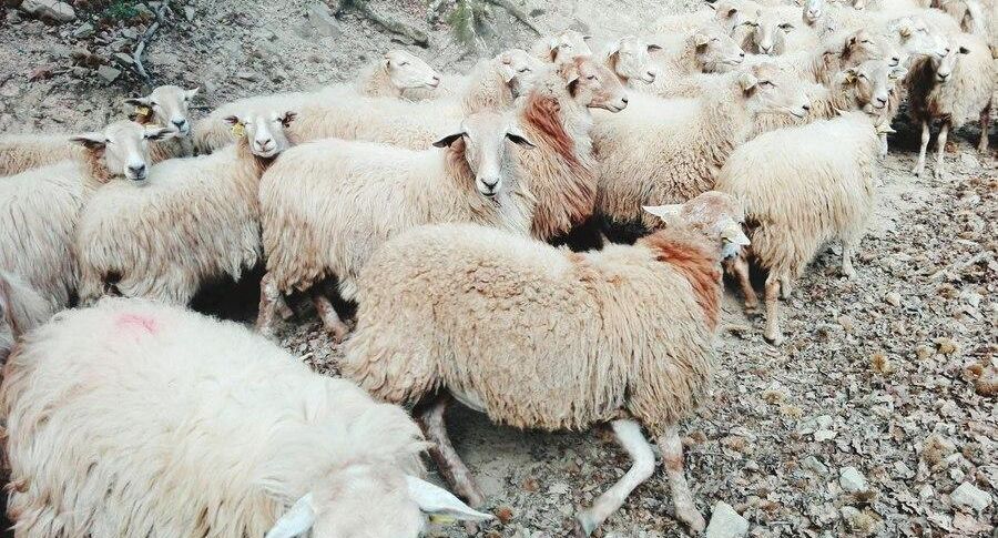 МВД: в Дагестане пастух и более 50 овец погибли от удара молнии