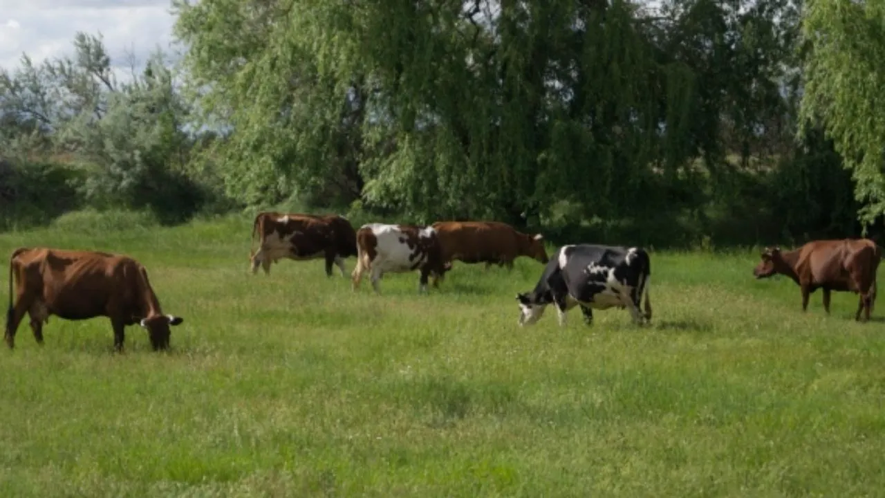 Фермерское хозяйство из Щелкова получило землю в аренду для создания кормовой базы