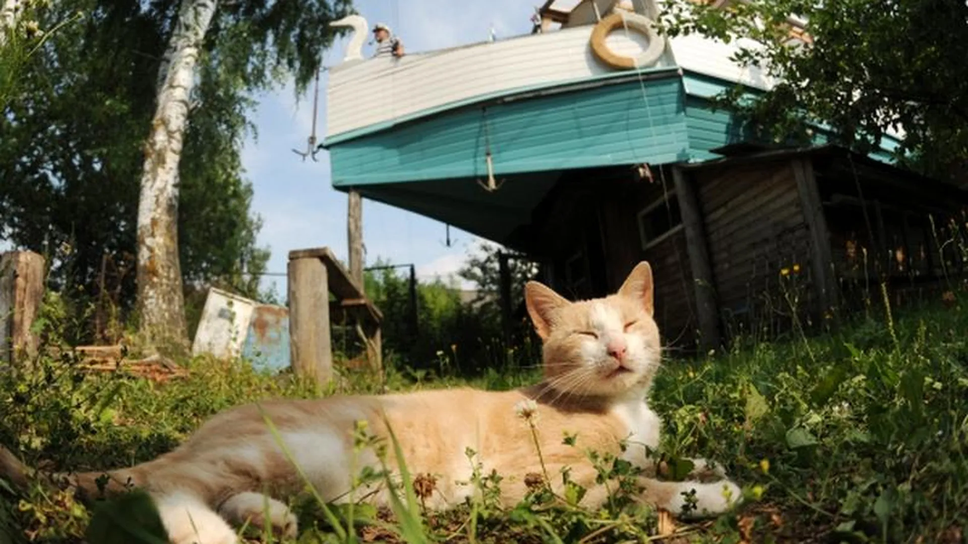 Москвичам раздадут листовки об уходе за животными в жару