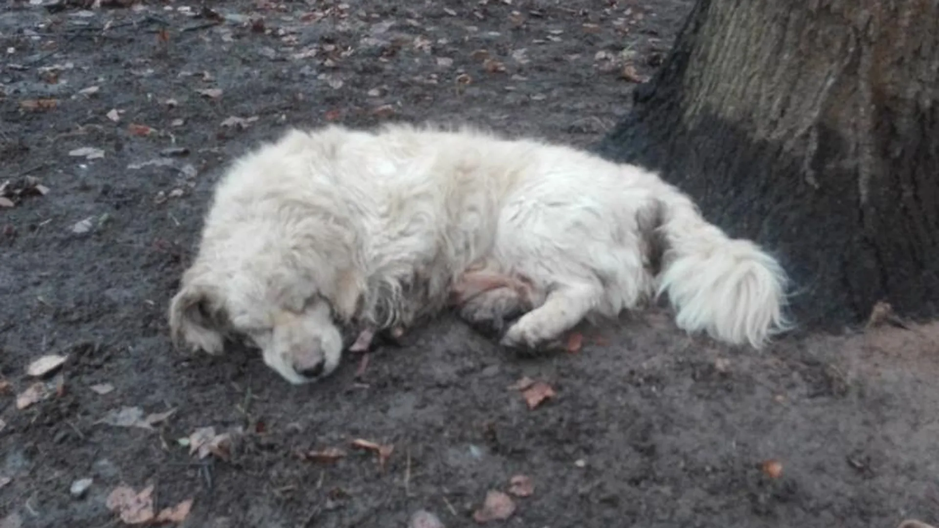 Собака-потеряшка в Видном уже несколько дней не сходит с одного места