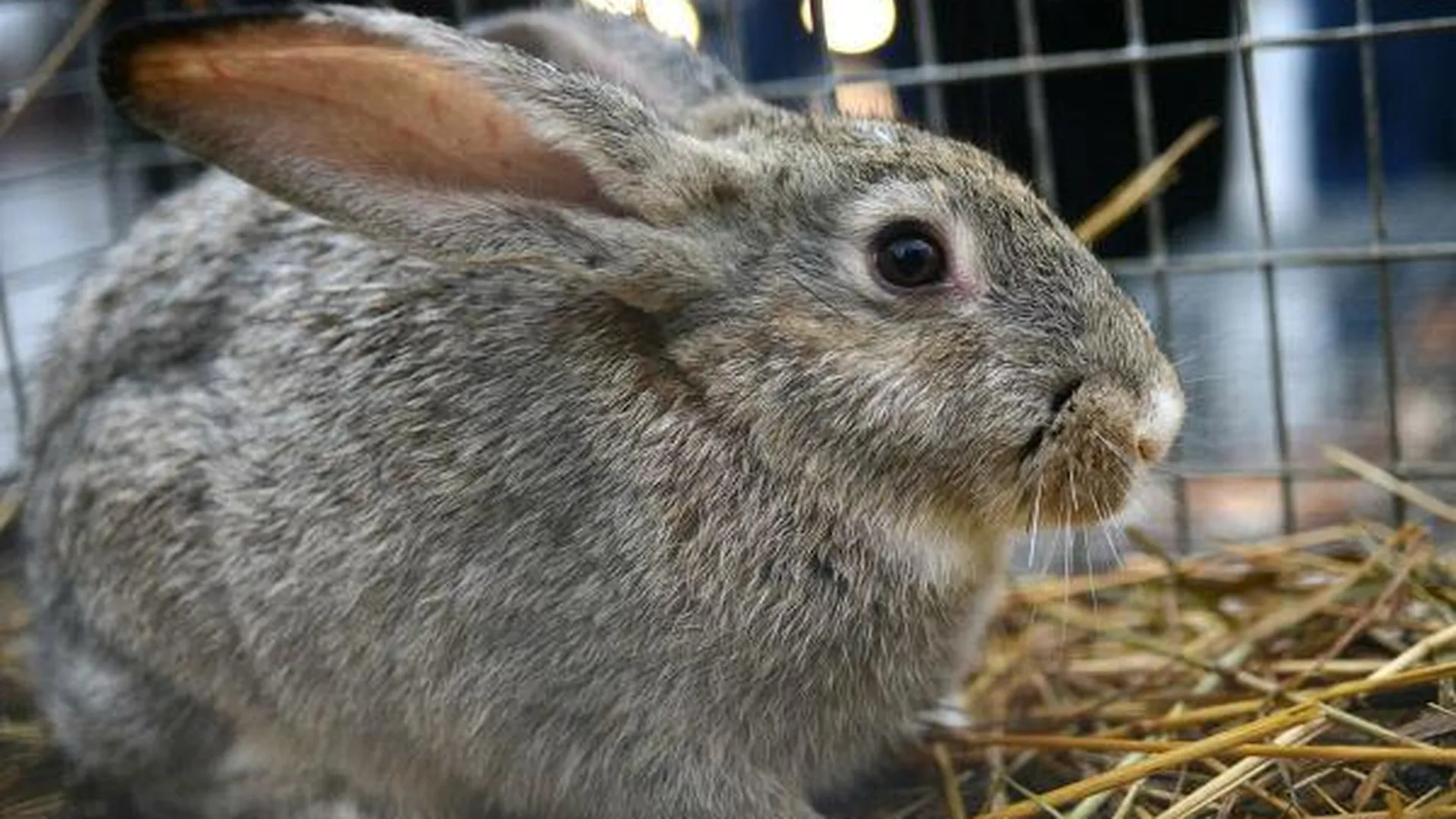 Более тысячи французских кроликов не пустили в Подмосковье