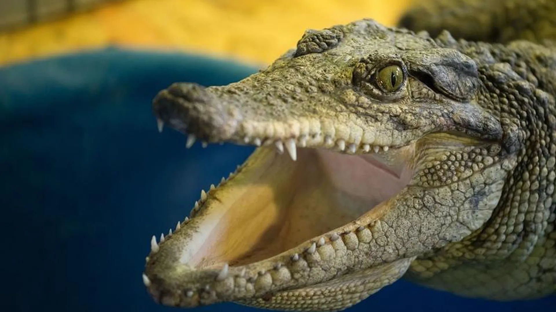 Крокодил из Коломны угрожал своему директору 