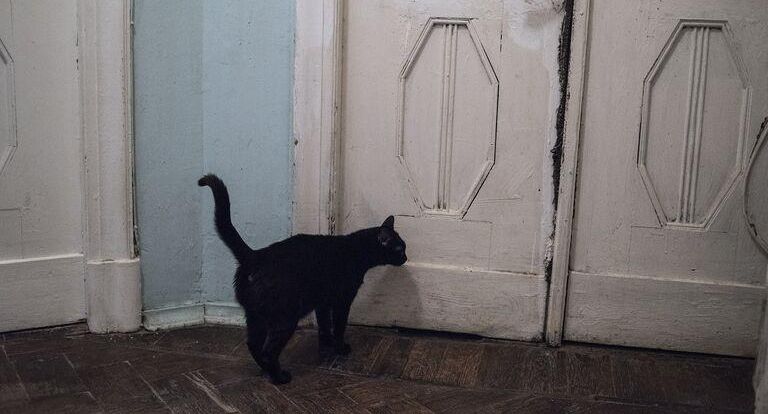 Суд удовлетворил иск против москвича, держащего в квартире 30 кошек