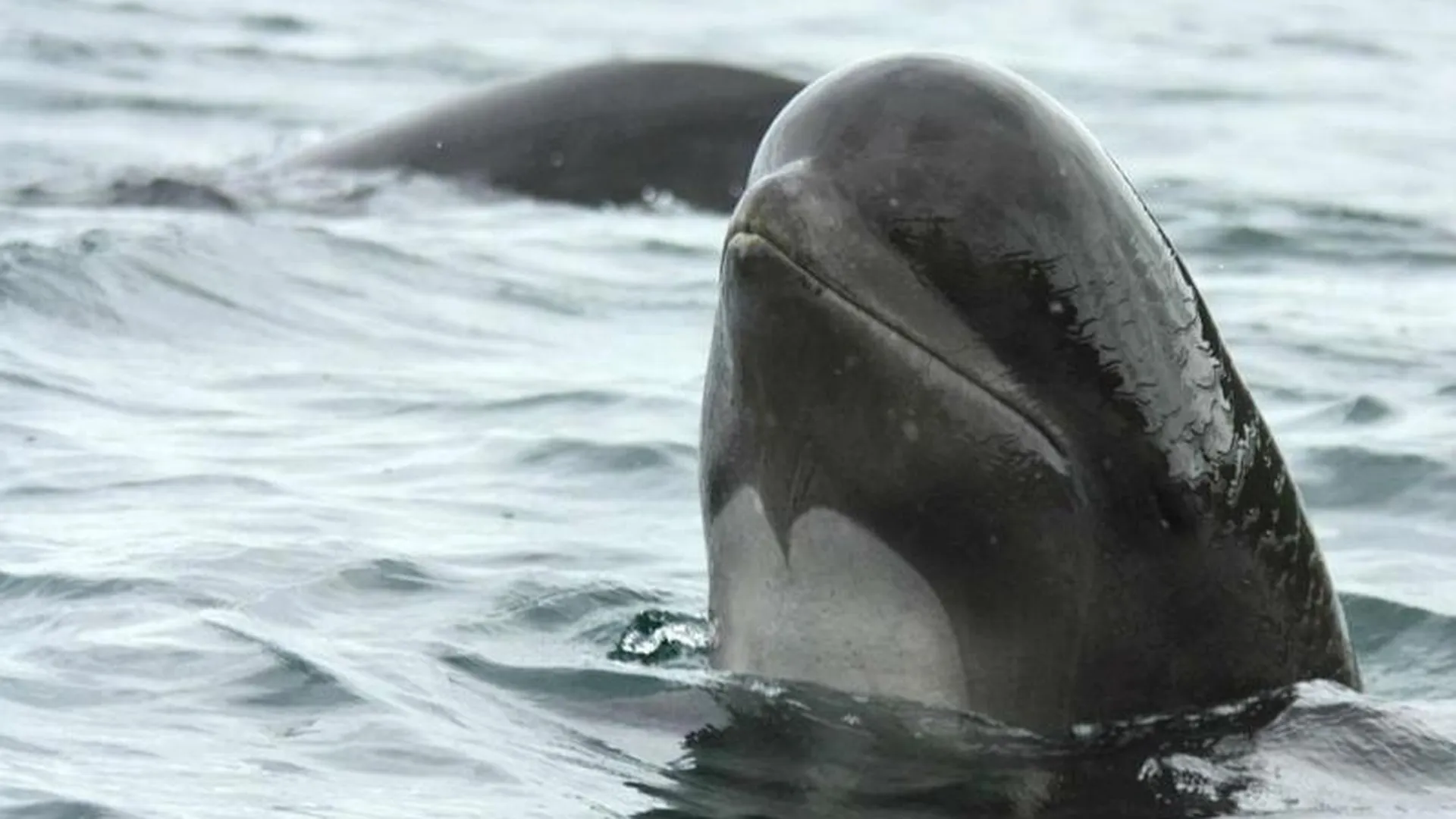 Гринды и дельфины из Японии поселятся в «Москвариуме»