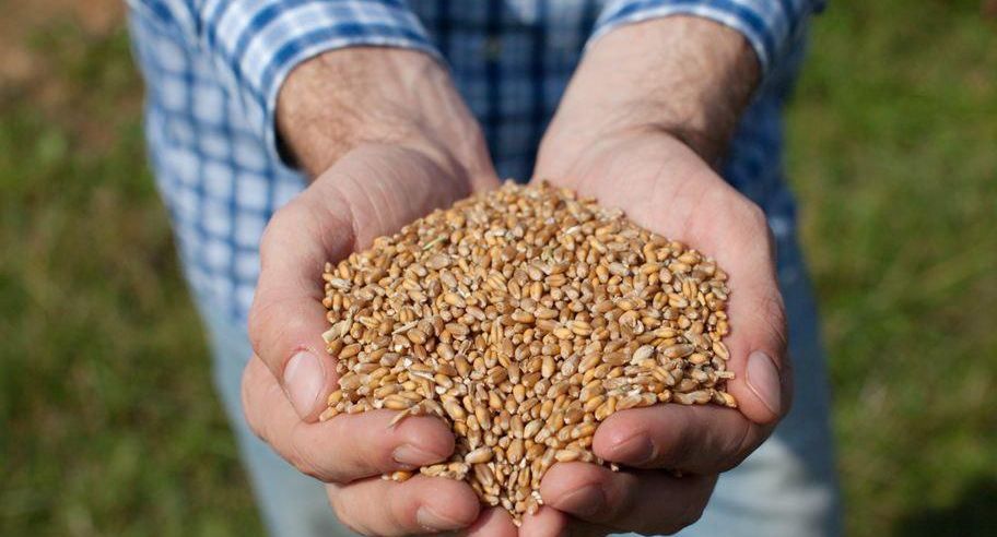Предприятие по переработке зерна построят в Ступине на земле за 1 рубль