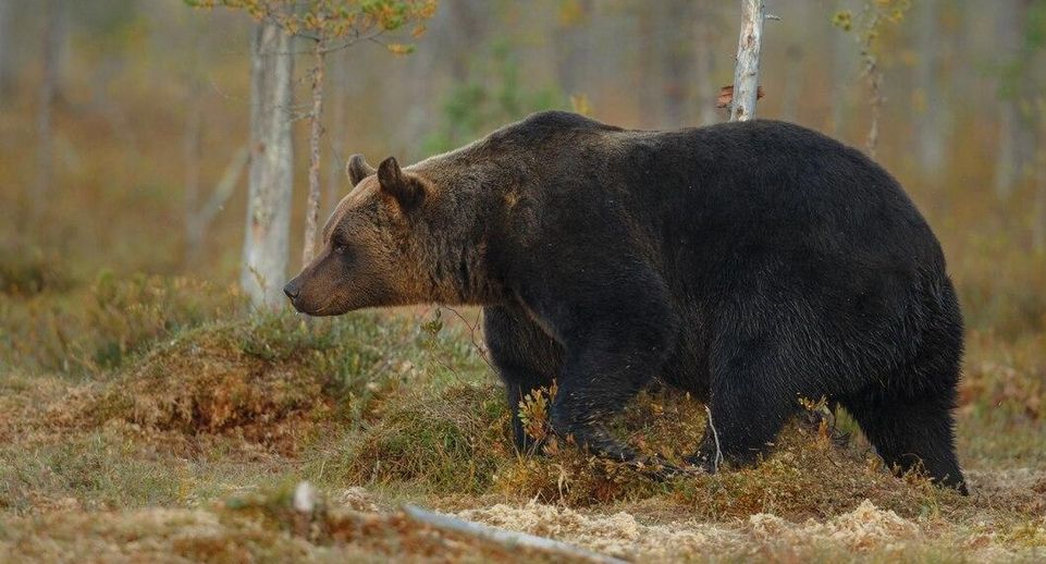 Мать спасшегося от медведей в Башкирии бегуна заявила, что он отогнал их криком