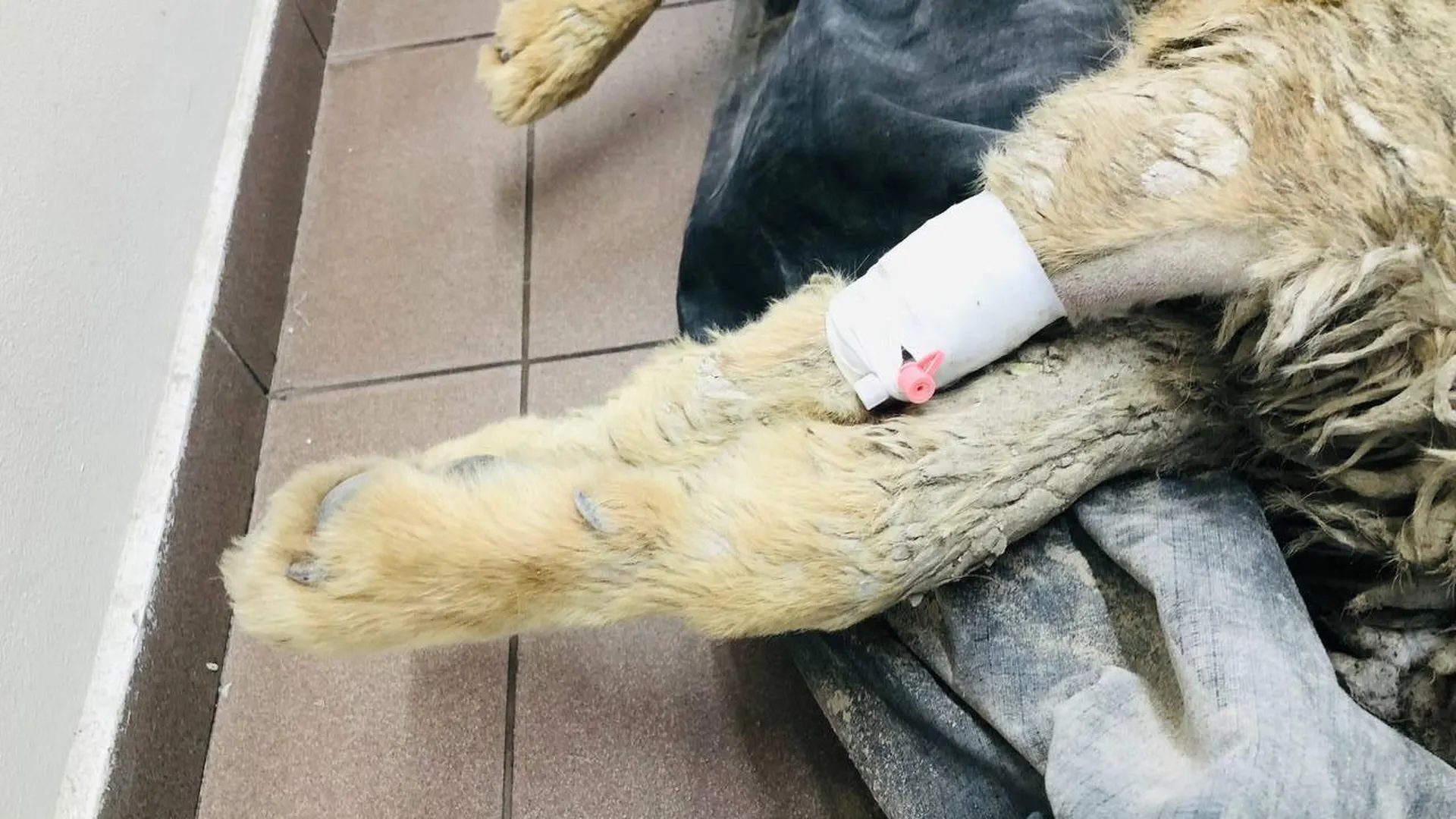 «Окунали в бочку с цементом». Найденную на юго-востоке Москвы собаку жестоко избили
