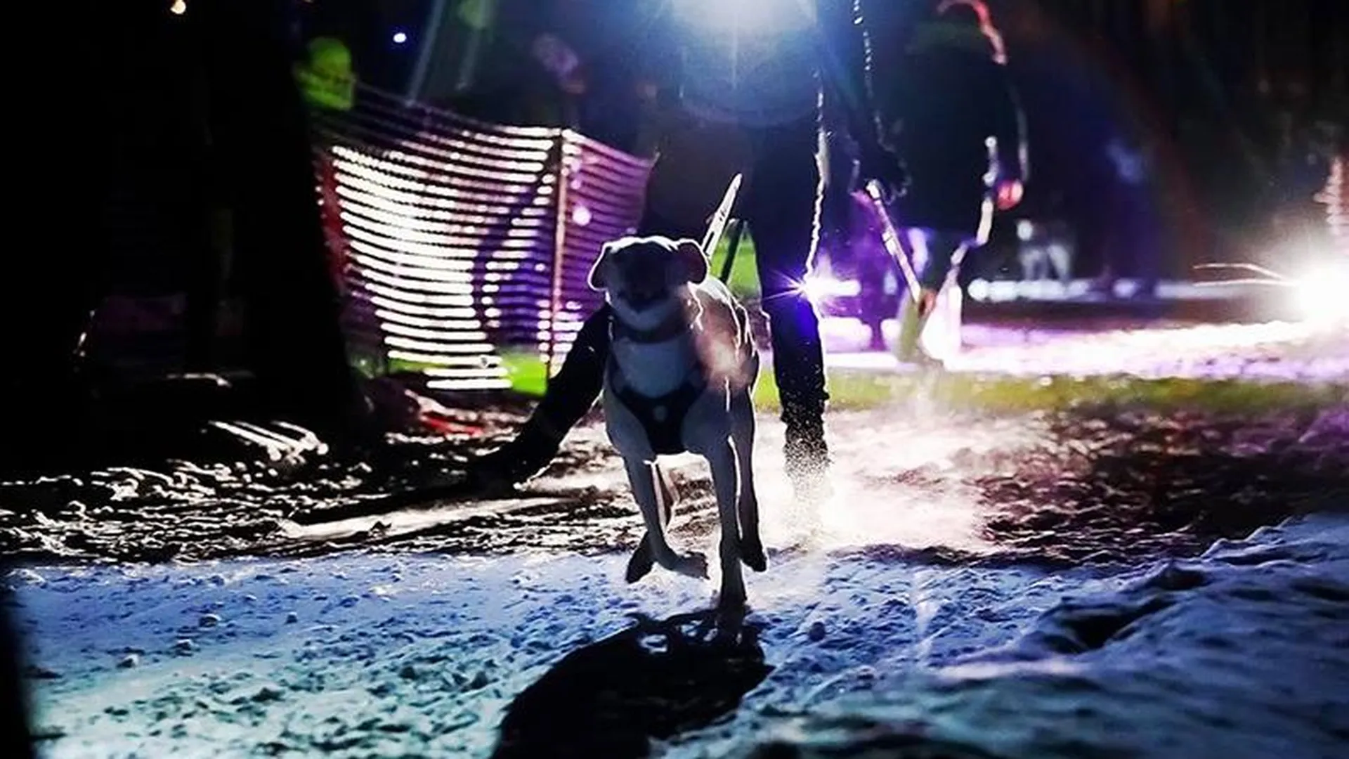 Первые в России ночные экстремальные гонки с собаками проведут в Старой Купавне