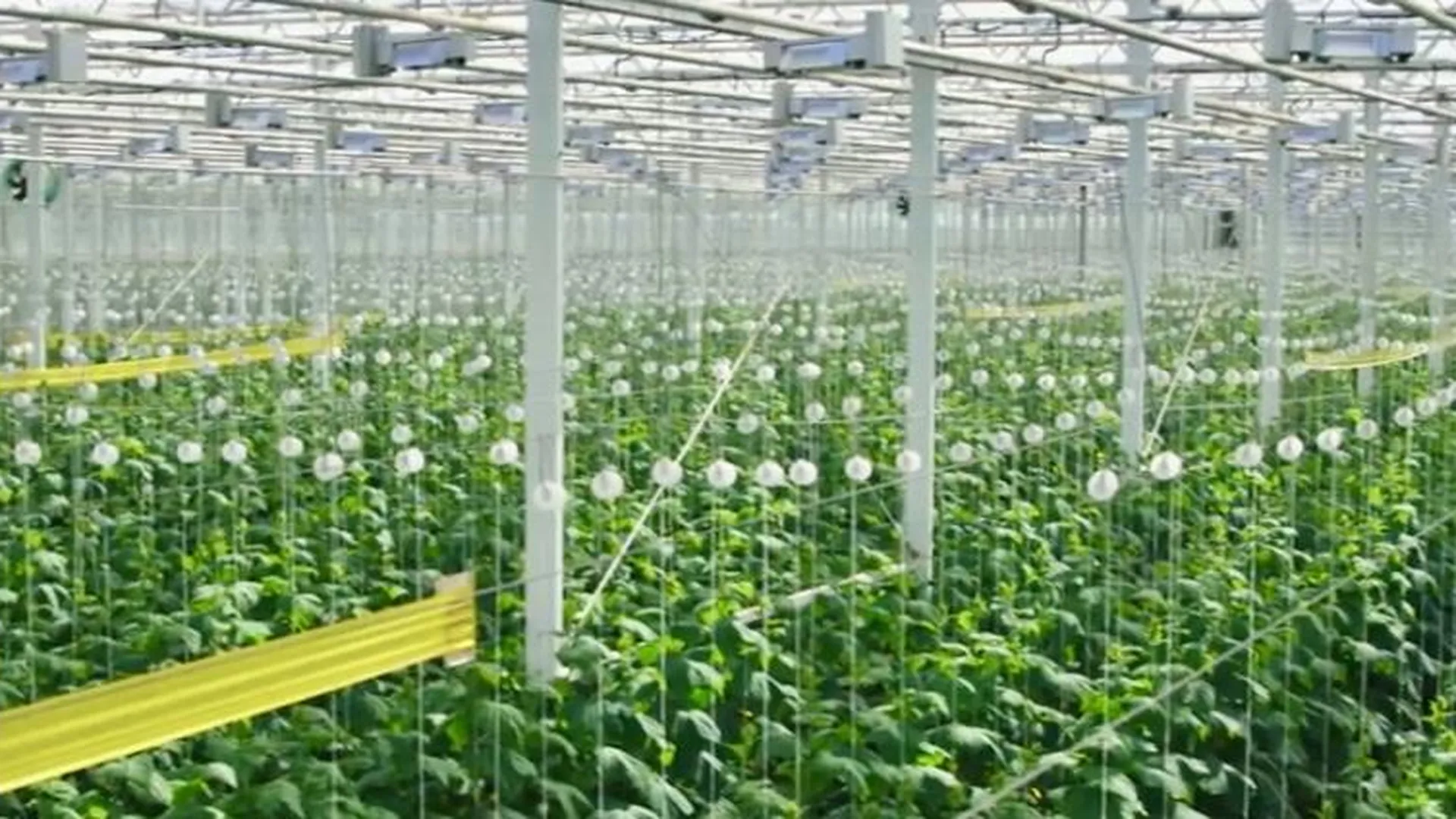 В Подмосковье завершается прием заявок на субсидии для поддержки производства овощей