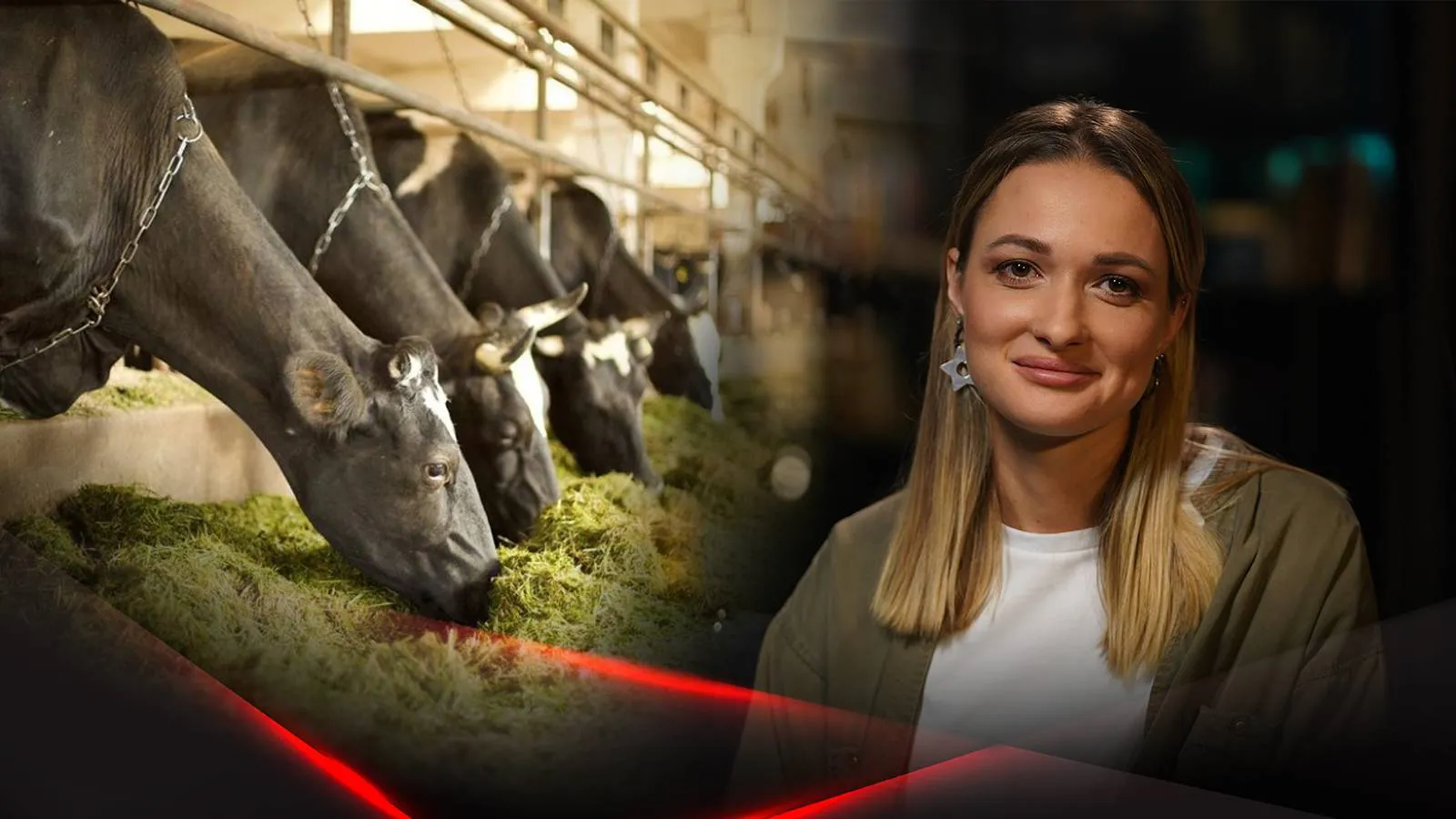 Коровы на ферме и Анна Матюшкина
