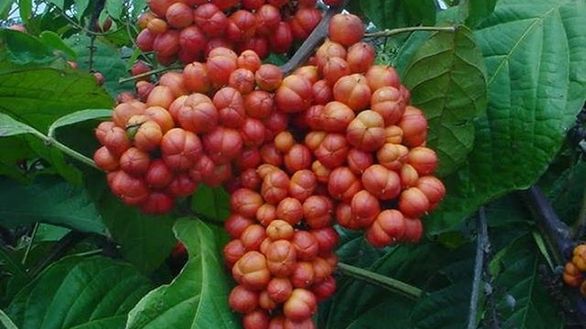 Плоды растения Гуарана