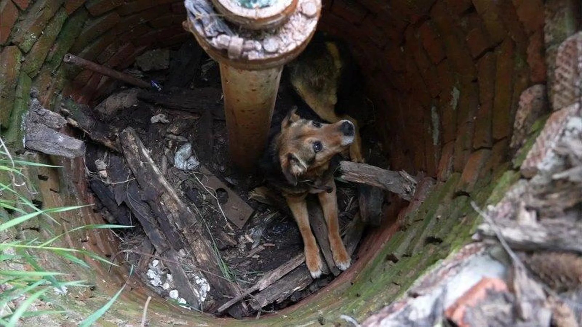 Упавшую в коллектор собаку спасли в Можайске