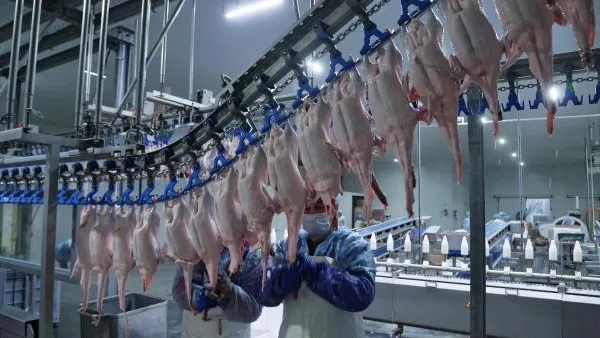 Производство мяса птицы в МО вырастет на 6% - Степаненко