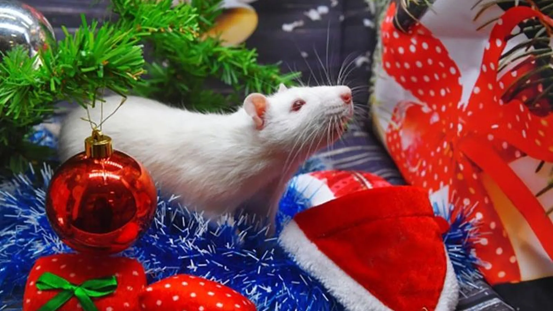 Накануне года Крысы в Подмосковье резко вырос спрос на домашних грызунов