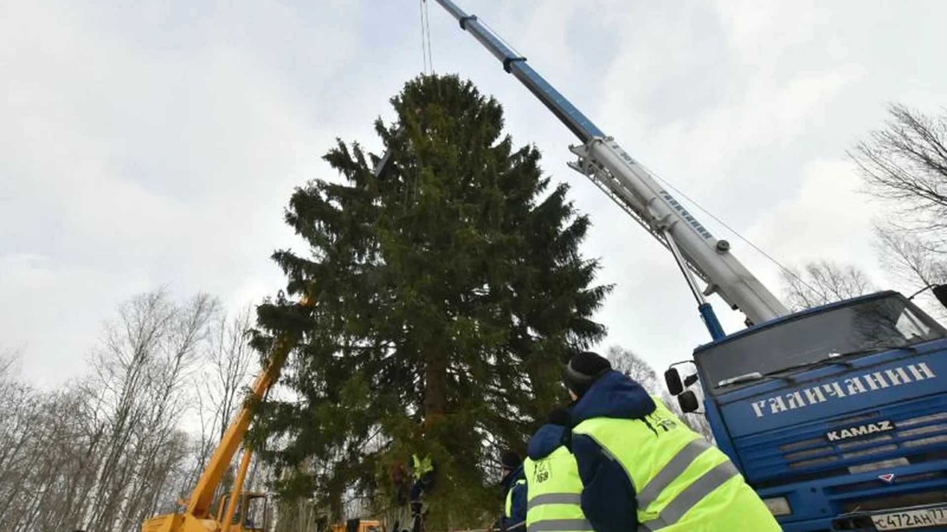 Главная новогодняя елка страны была срублена в Истринском лесничестве 