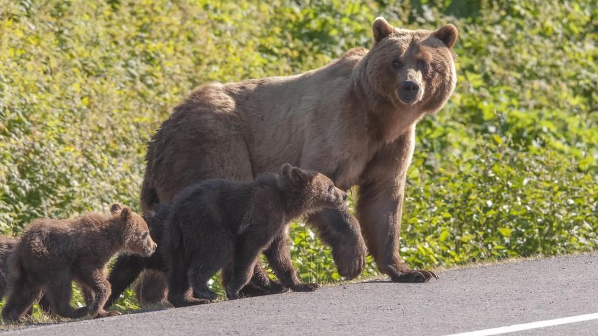 Настоящая Россия: жители города в Югре похвалились, как кормят бродячего медведя с рук