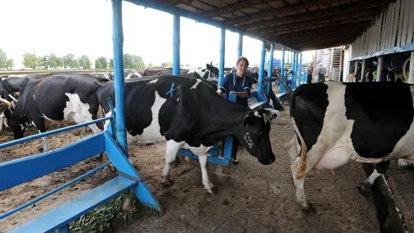 Молочный кластер построят в Ступинском районе