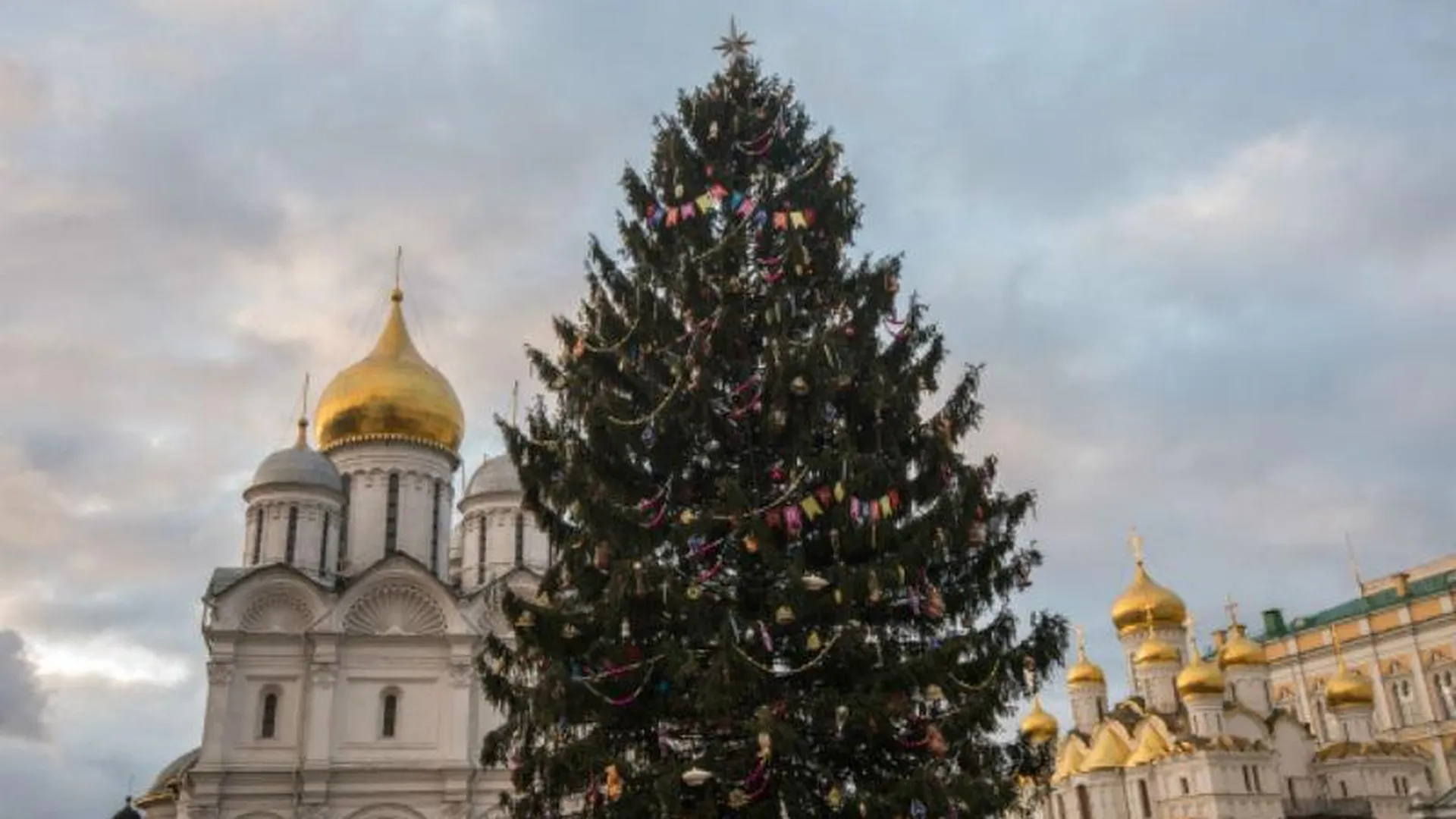 Главную новогоднюю ель России срубят в Подмосковье 15 декабря