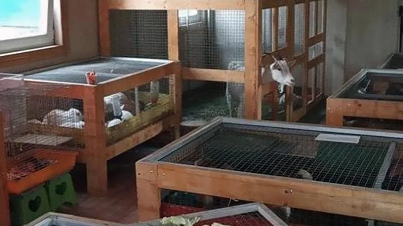 Мини-зоопарк в Жуковском просит поддержать зверей кормом и вкусняшками