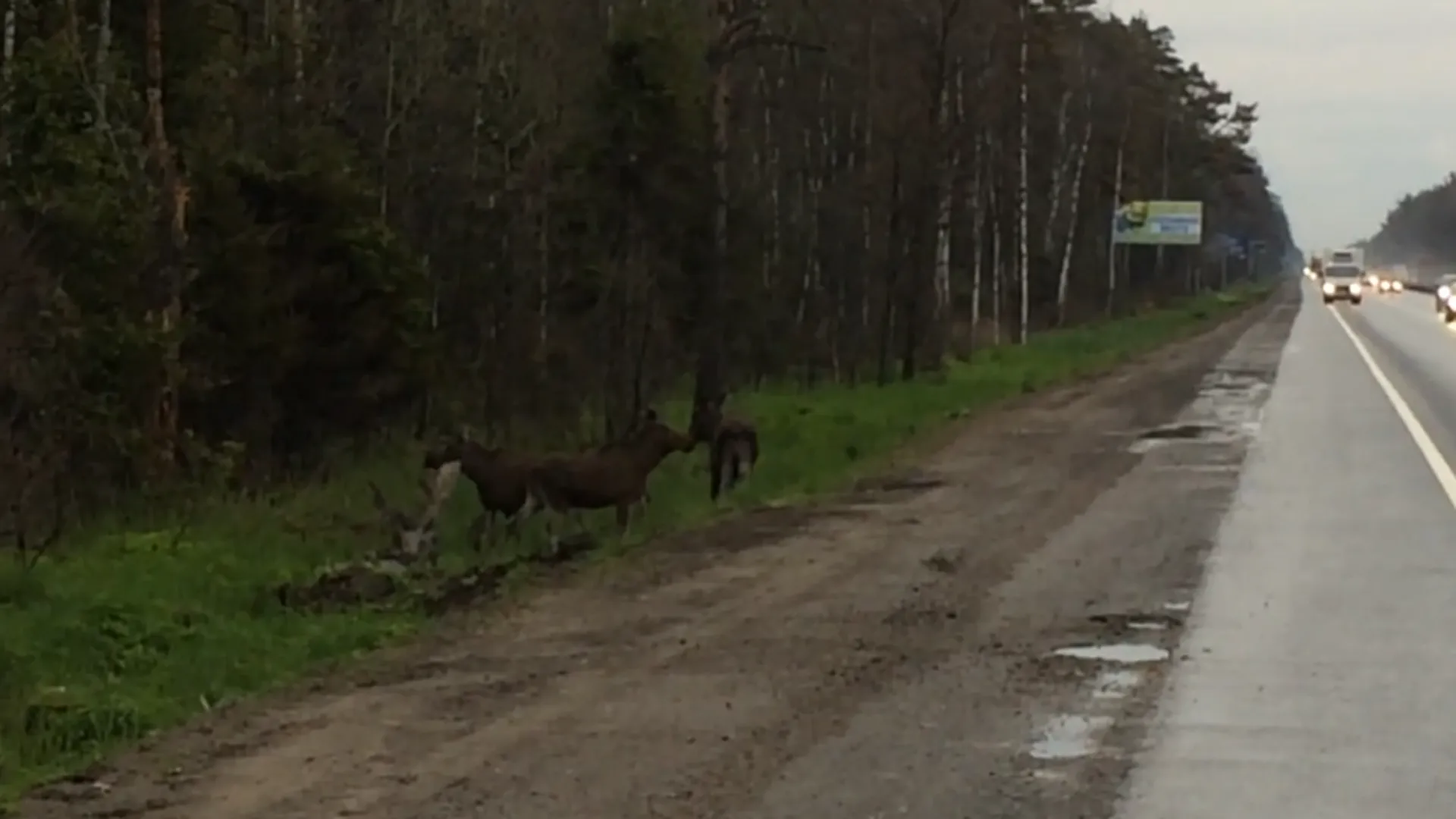 Три лося гуляют вдоль Горьковского шоссе - очевидцы