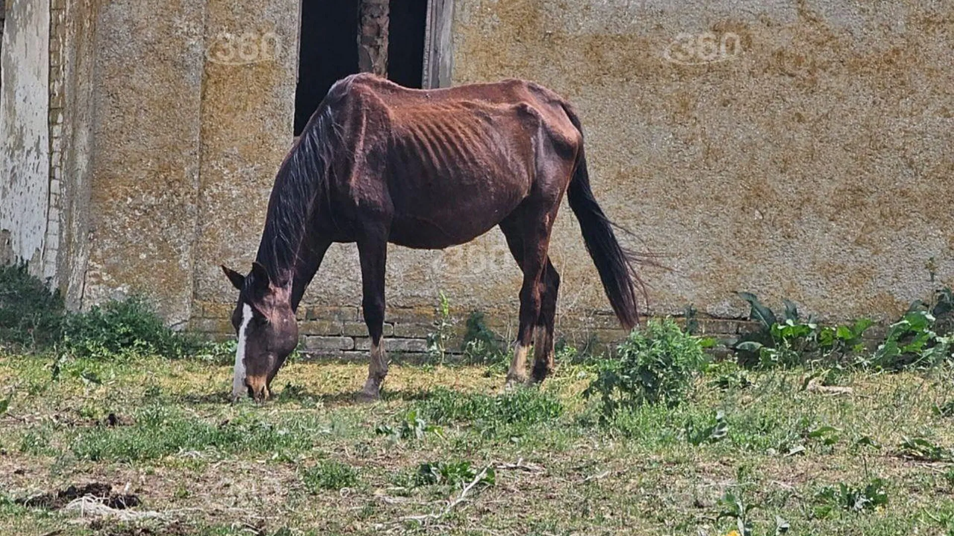 Сотрудницу ставропольского конезавода уволили после гибели лошадей
